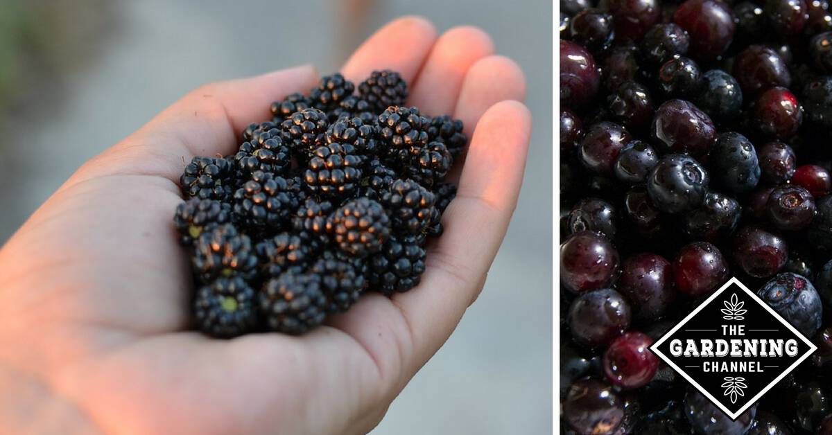 Types of Wild Berries - Gardening Channel