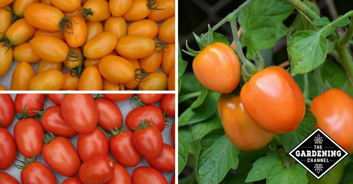 Roma Tomatoes Calories and Nutritional Information Gardening Channel