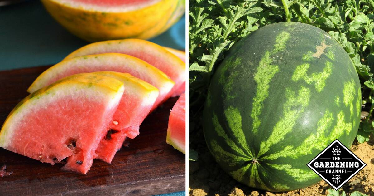 Best Watermelon Varieties to Plant - Gardening Channel