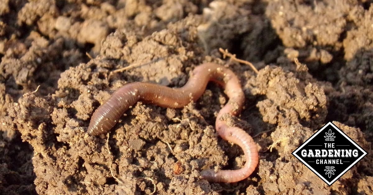 How To Increase The Number Of Earthworms In Your Garden Soil