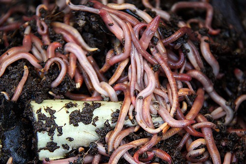 How to Increase the Number of Earthworms in Your Garden Soil