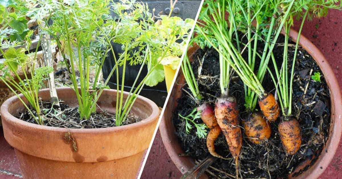 how to grow carrots in a container