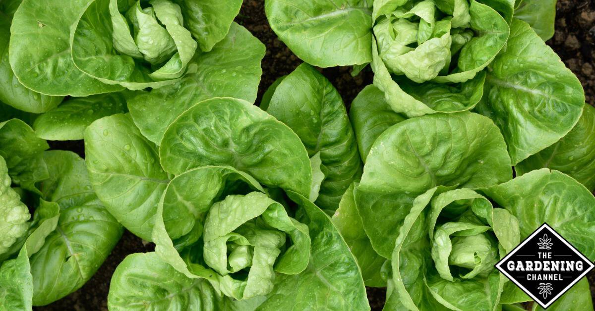 Grow Romaine Lettuce Gardening Channel grow-romaine-lettuce-gardening-channel