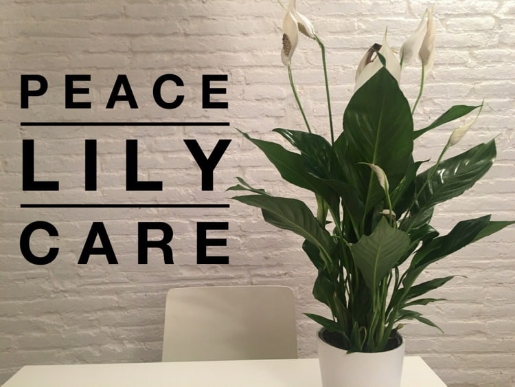 Peace lily care Gardening Channel