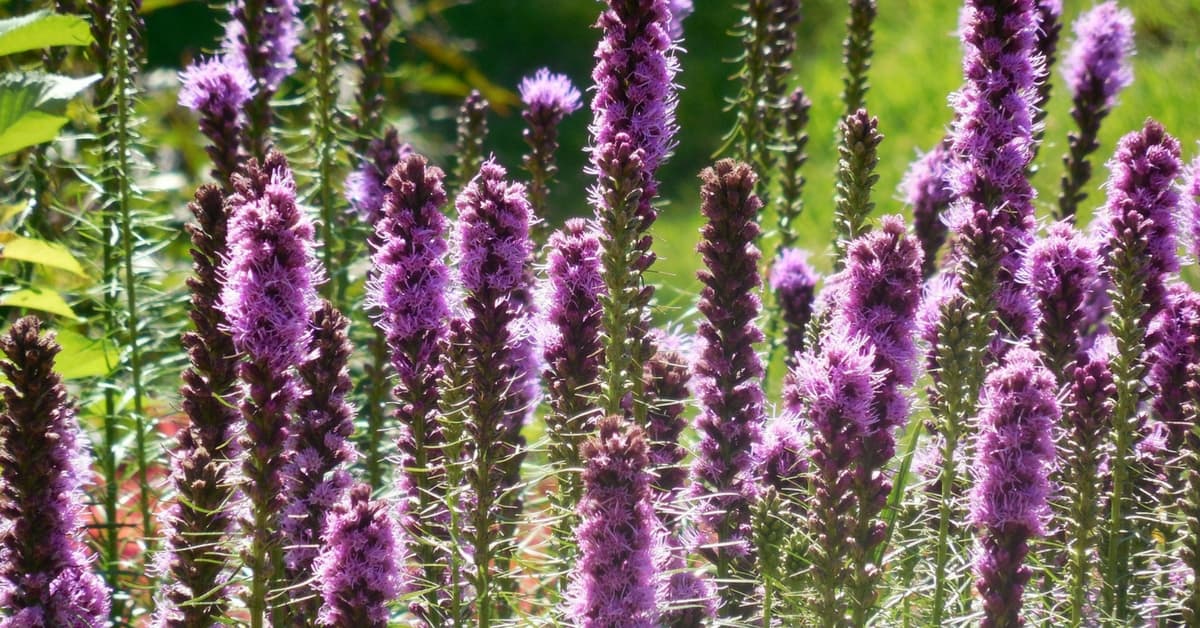 Growing Blazing Star (Liatris) Flowers A How To Guide Gardening Channel