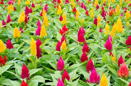 How to Grow Celosia (Cockscomb) Flowers - Gardening Channel