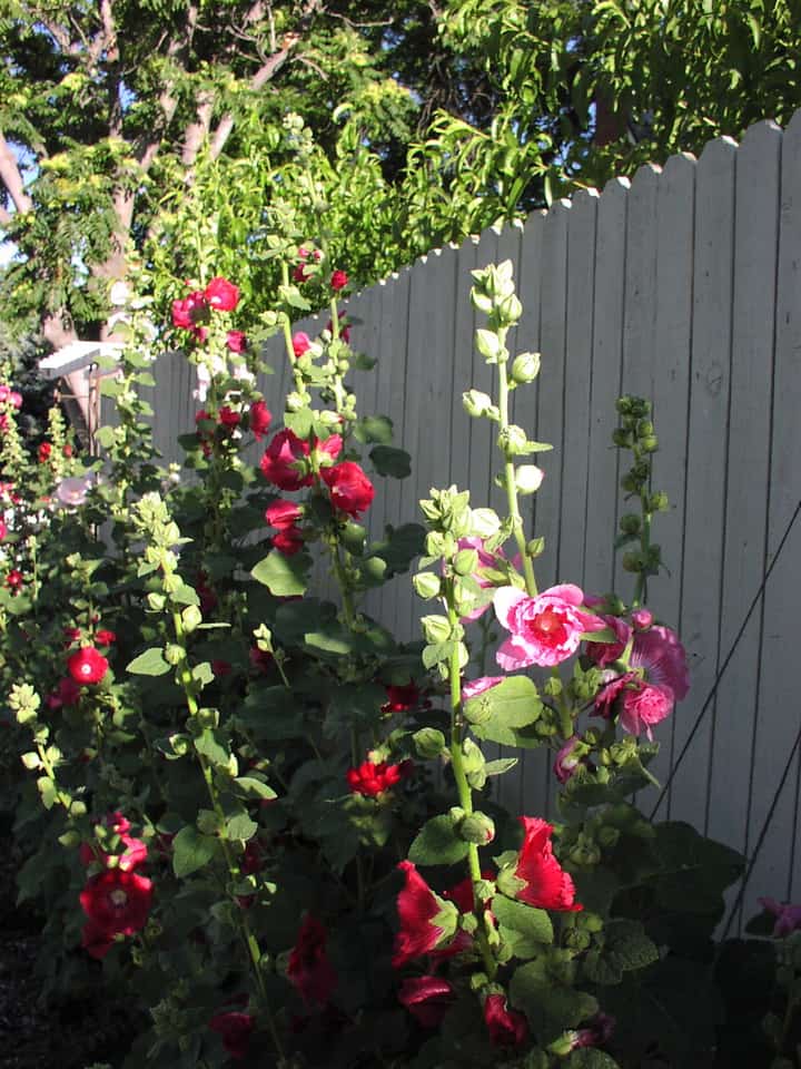 How to Grow Hollyhock (Alcea) Flowers - Gardening Channel