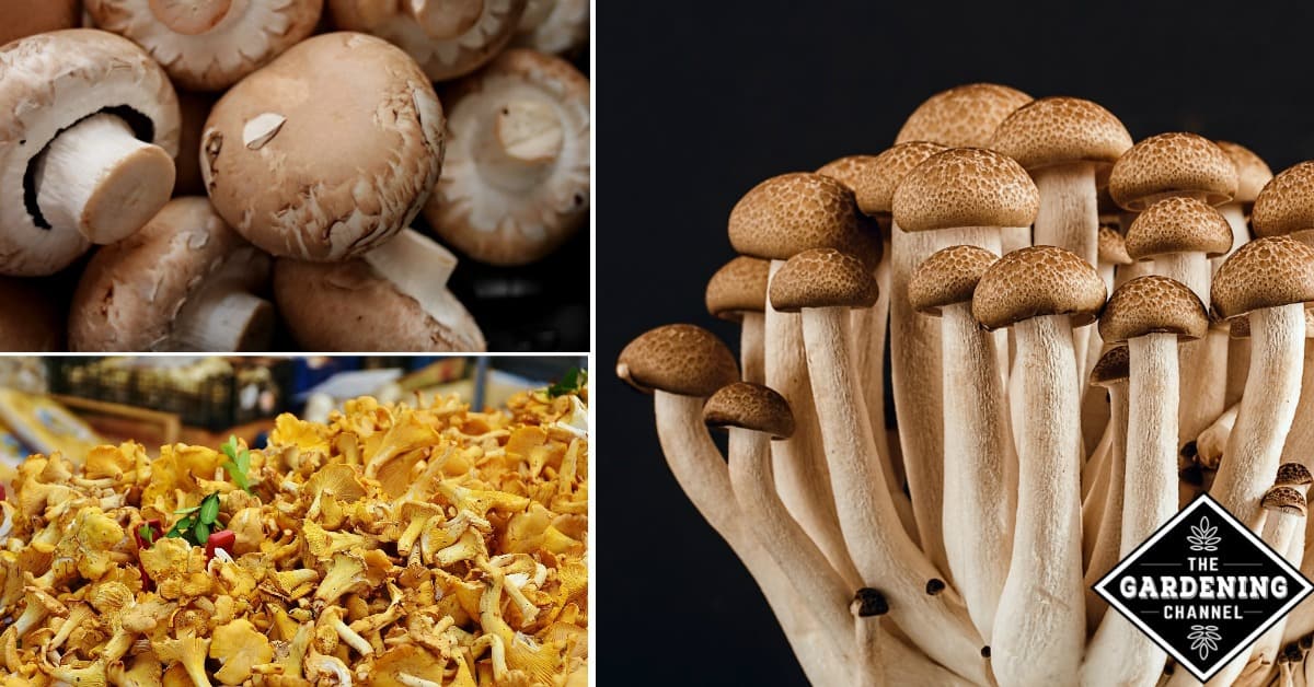 Top down view of dirty mushrooms in a black plastic container and a mushroom  cleaning brush on a textured surface Stock Photo