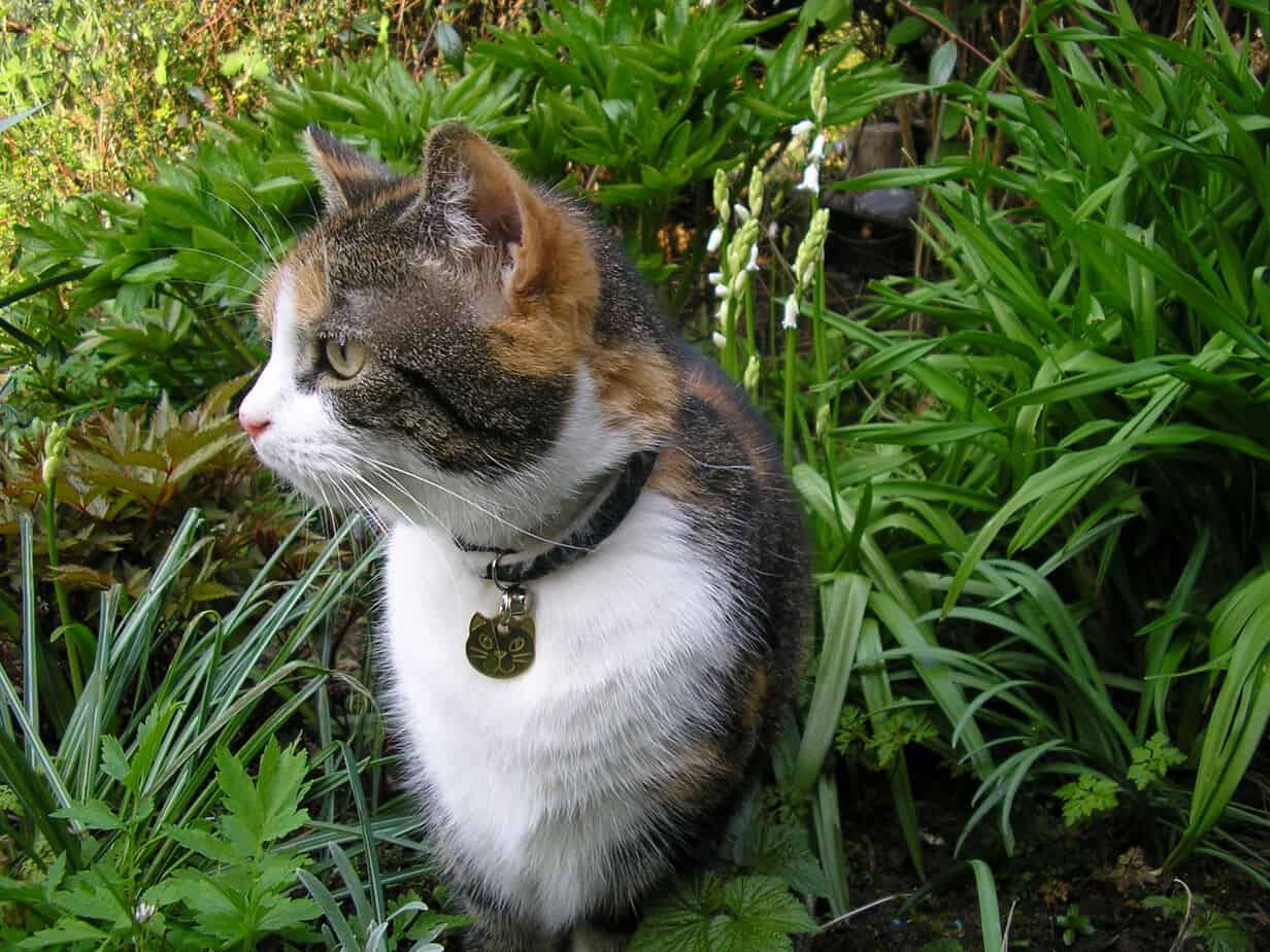Cat Repellant Options for the Lawn and Garden - Gardening Channel
