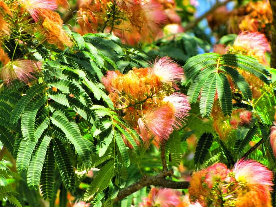 How to Grow a Mimosa Tree Gardening Channel