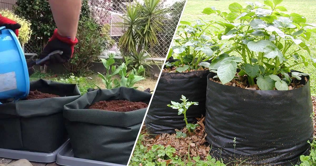 Potato Grow Bag Experiment 