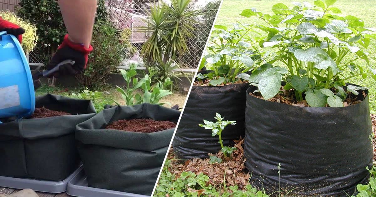 How To Grow Potatoes in a Bag