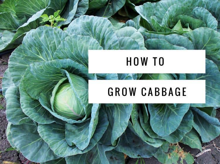 How To Grow Cabbage An Introduction Gardening Channel How To Grow Cabbage An Introduction Gardening Channel