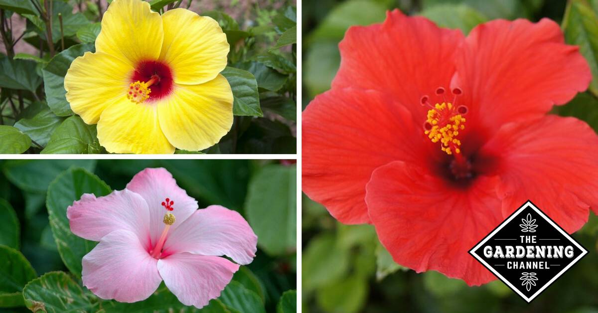 How to Grow Hibiscus and Common Questions Answered Gardening Channel