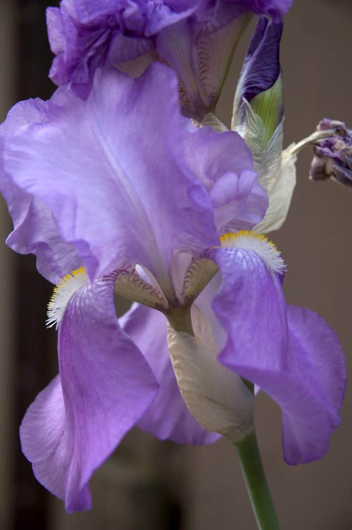 How to Grow and Divide Bearded Iris Gardening Channel