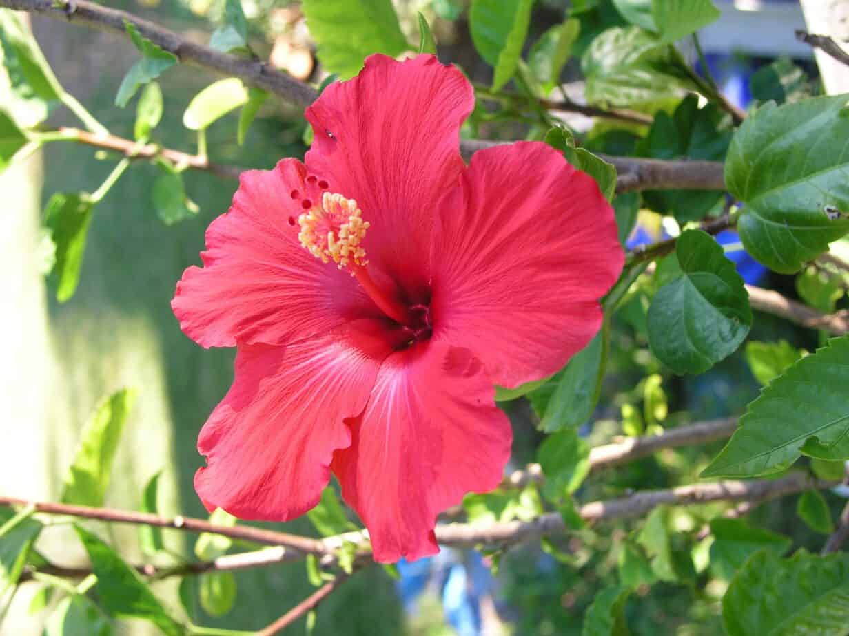 How to Grow Hibiscus Gardening Channel