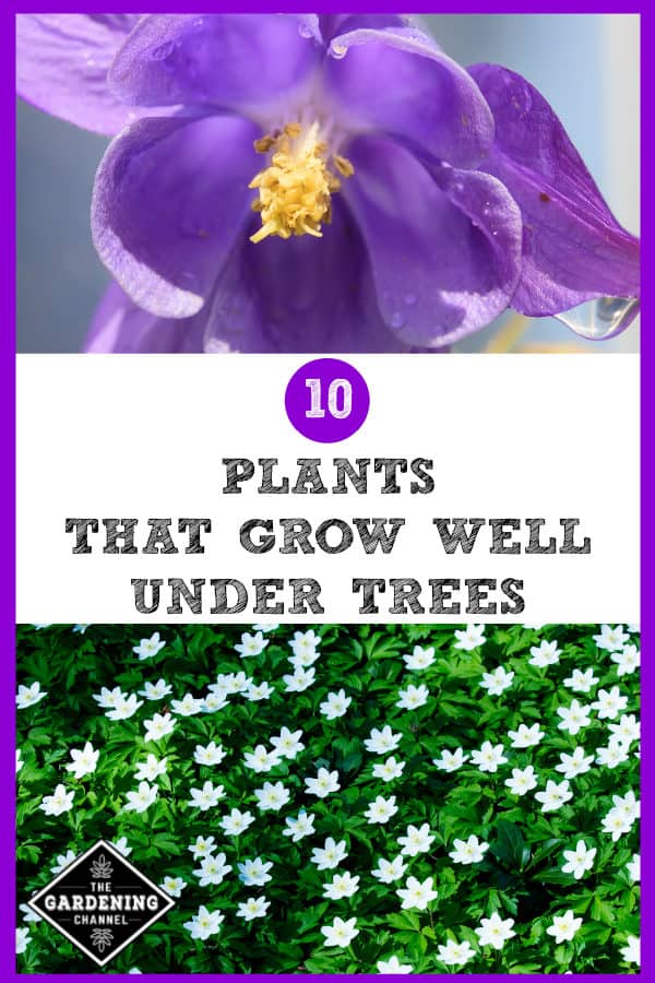 10 Plants That Grow Well Under Trees Gardening Channel
