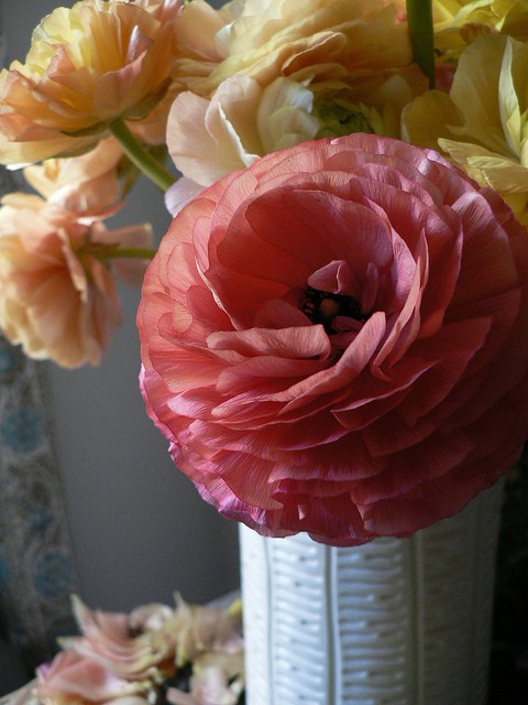 Ranunculus Ranunculus