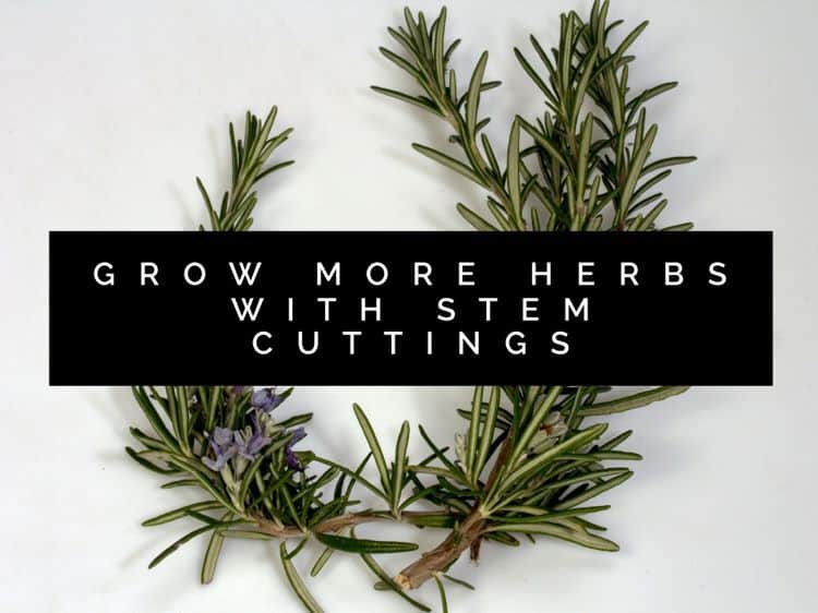 Propagating herbs by stem cuttings Gardening Channel