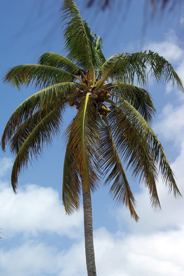 Real Palm Tree With Coconuts