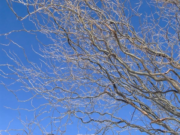 Golden Corkscrew Willow Branches