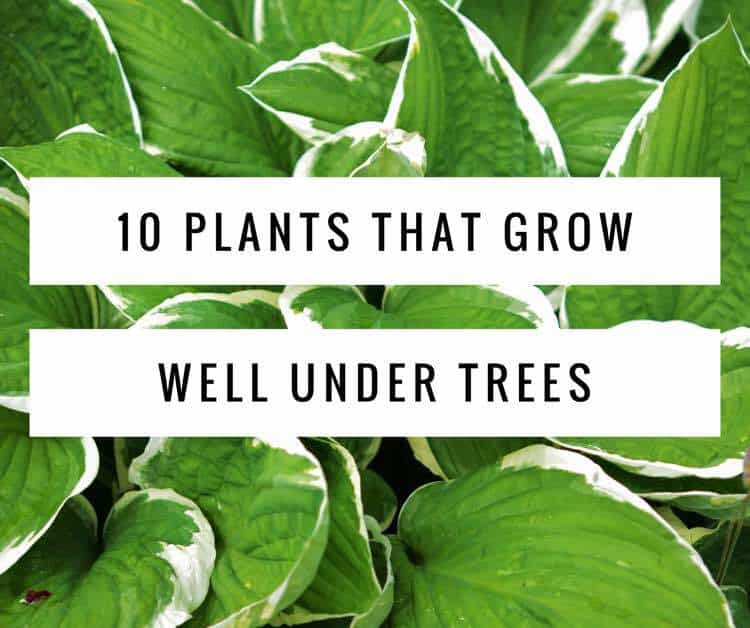 10 Plants That Grow Well Under Trees - Gardening Channel