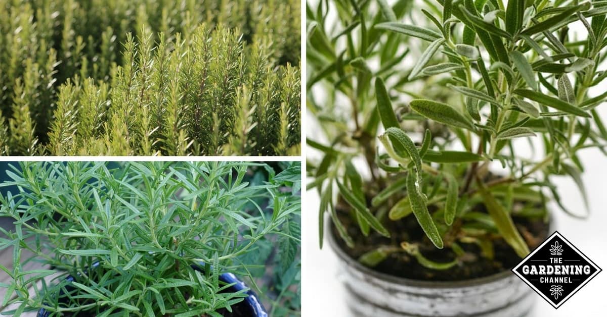 How to Grow Rosemary Herbs at Home Gardening Channel