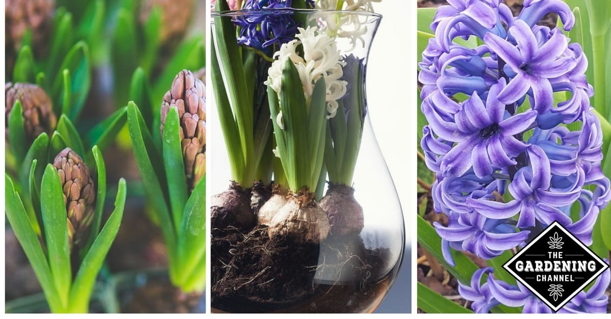 How to Grow Hyacinth Flowers Gardening Channel