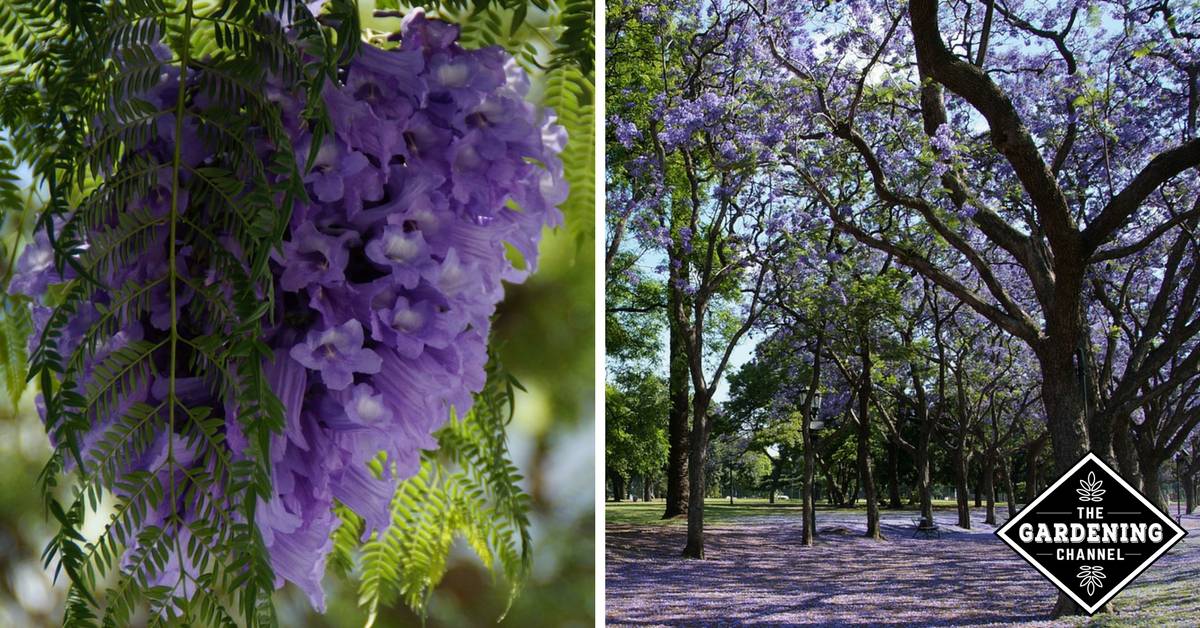 How to Grow the Jacaranda Tree - Gardening Channel