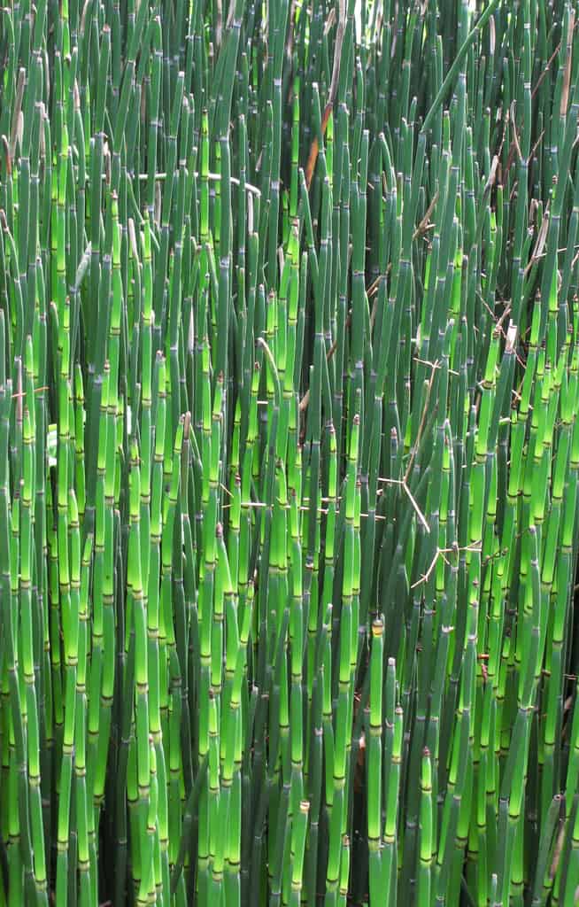 How to Grow or Eradicate Horsetail Plant - Gardening Channel