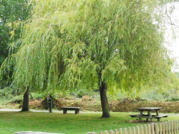 How to Prune a Weeping Willow