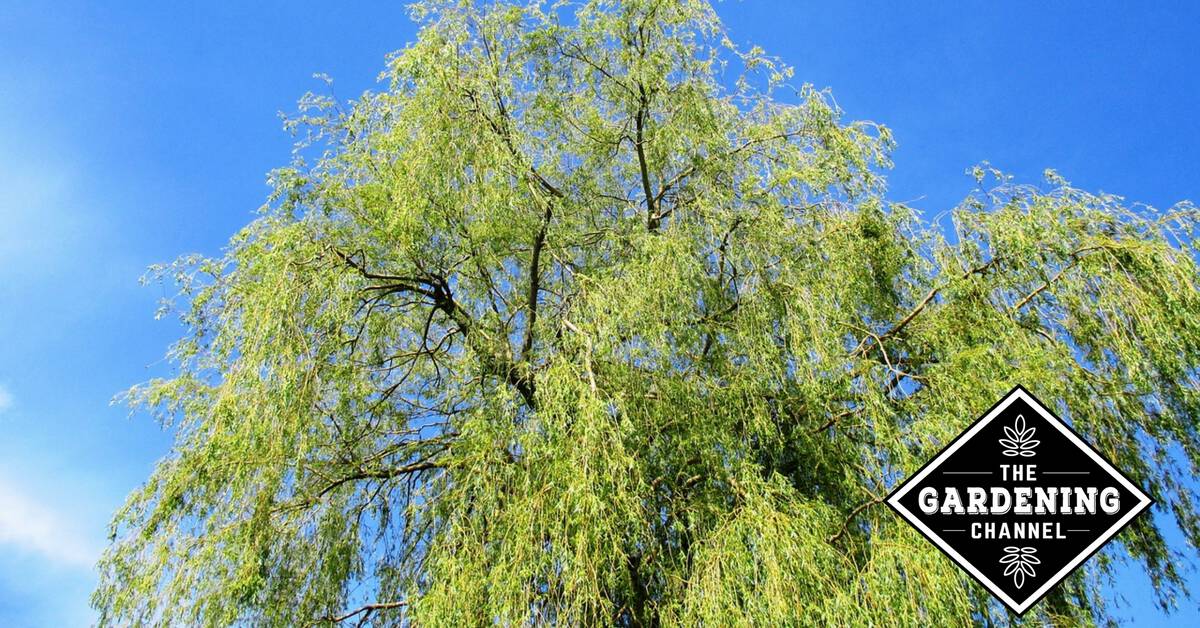 How‌ ‌to‌ ‌Grow‌ ‌Weeping‌ ‌Willow‌ ‌Trees‌ ‌The‌ ‌Guide‌