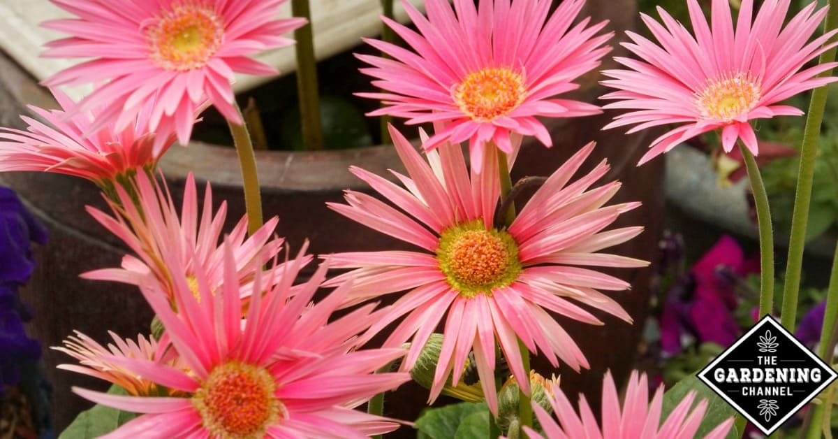 How to Grow Daisies Gardening Channel