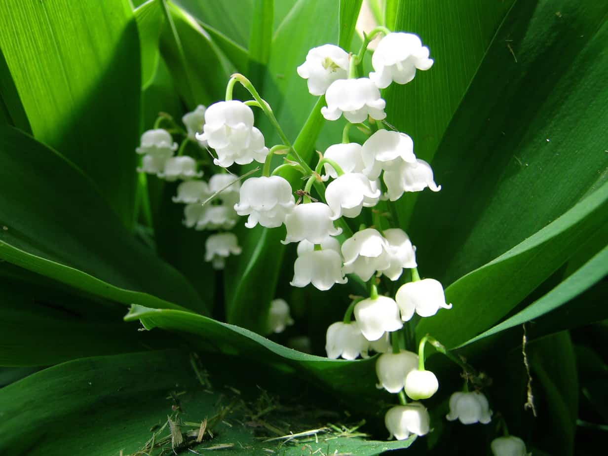 How to Grow Lily of the Valley Flowers Gardening Channel
