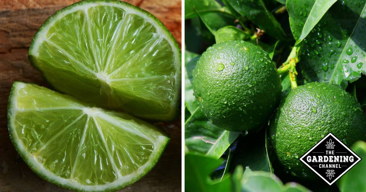 How to Grow Lime Trees Gardening Channel
