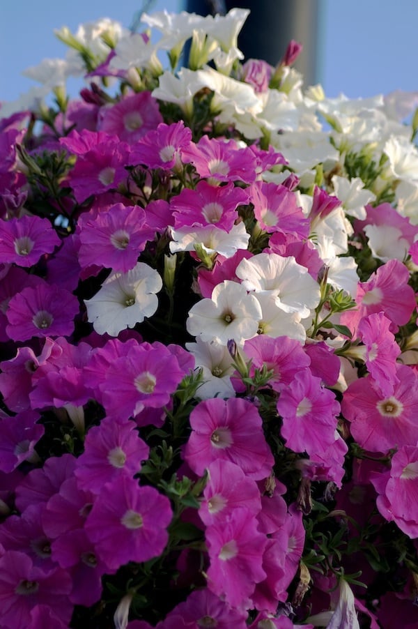 How to Grow Petunias - Gardening Channel