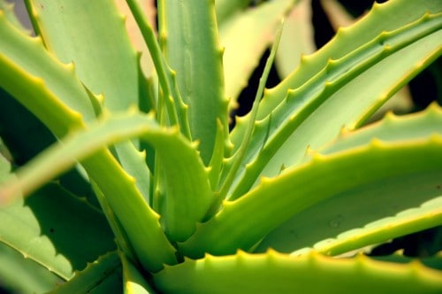 Growing Aloe Vera Successfully A Comprehensive Guide Gardening
