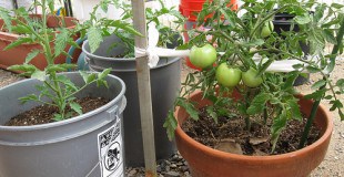 Tomatoes growing in containers