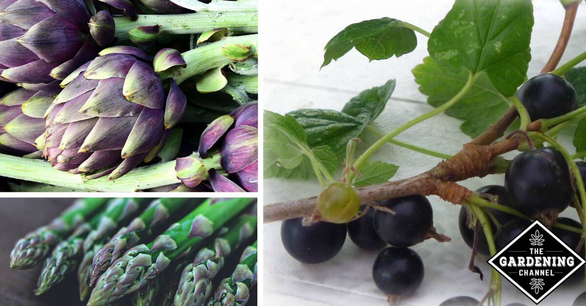 List of polyphenol rich vegetables, fruits, herbs and juices