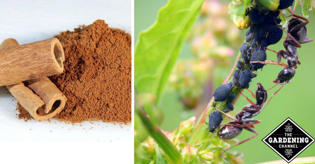 homemade ant repellent cinnamon