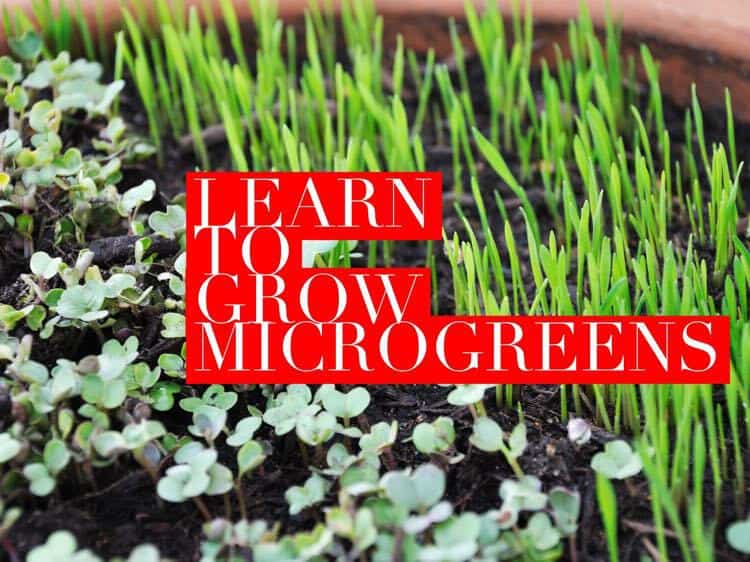 How to Grow Microgreens A Beginner's 101 Guide Gardening Channel