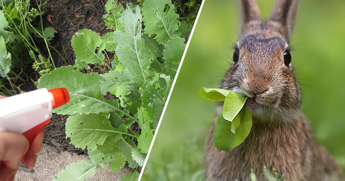 4 Humane Ways to Keep Rabbits Out Of The Garden - Gardening Channel