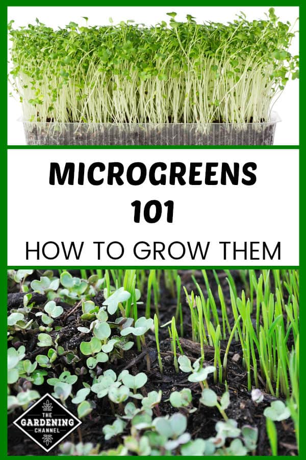 microgreens in container and close up microgreens with text overlay microgreens 101 how to grow them