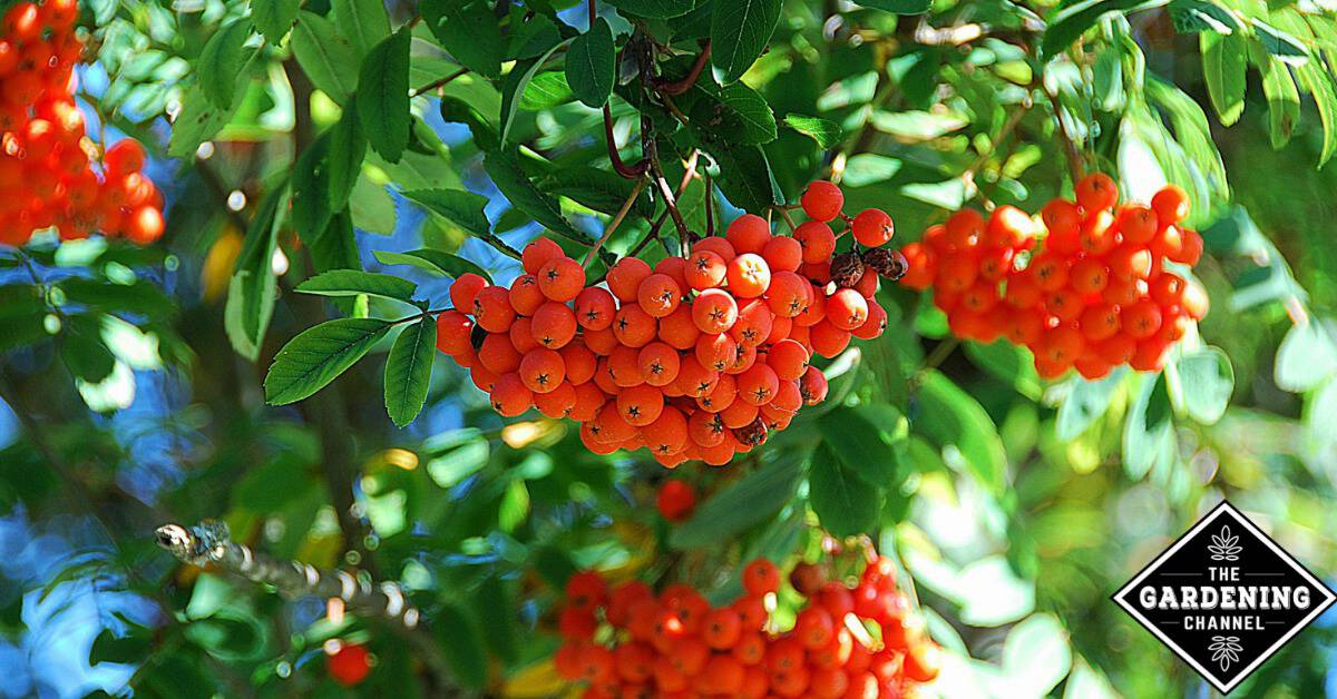 Tree (Mountain - Gardening Channel