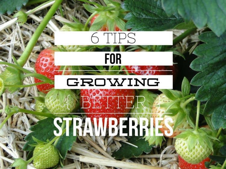 6 Tips for Better Results Growing Strawberries - Gardening Channel