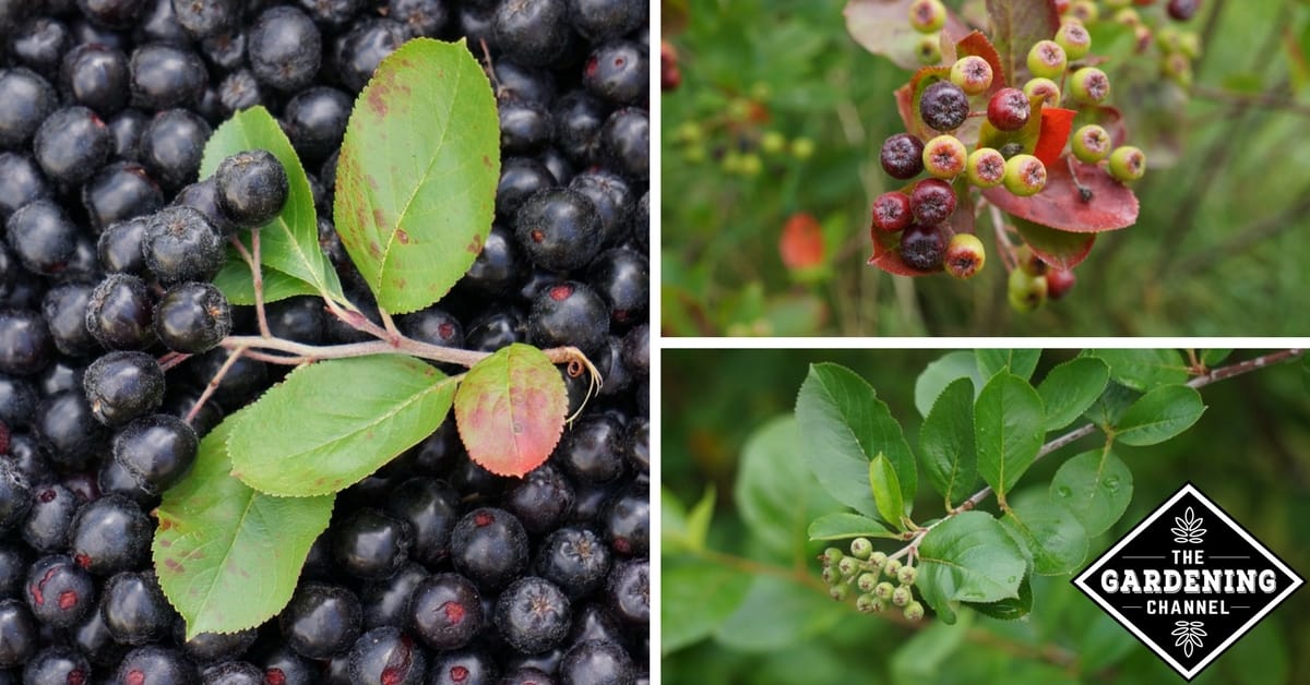 Image of Person picking Autumn Magic chokeberries from shrub