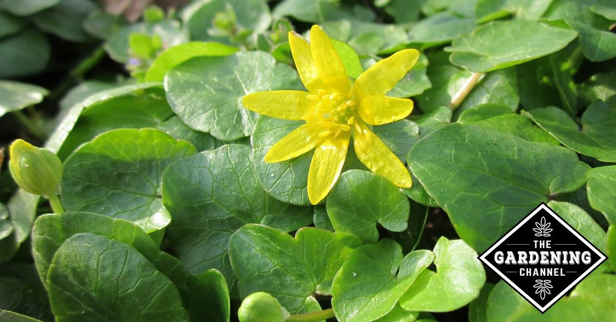 How to Get Rid of Invasive Lesser Celandine (Fig Buttercup) Gardening