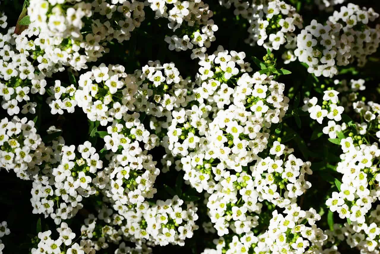 How to Grow Sweet Alyssum (Carpet Flower) Gardening Channel