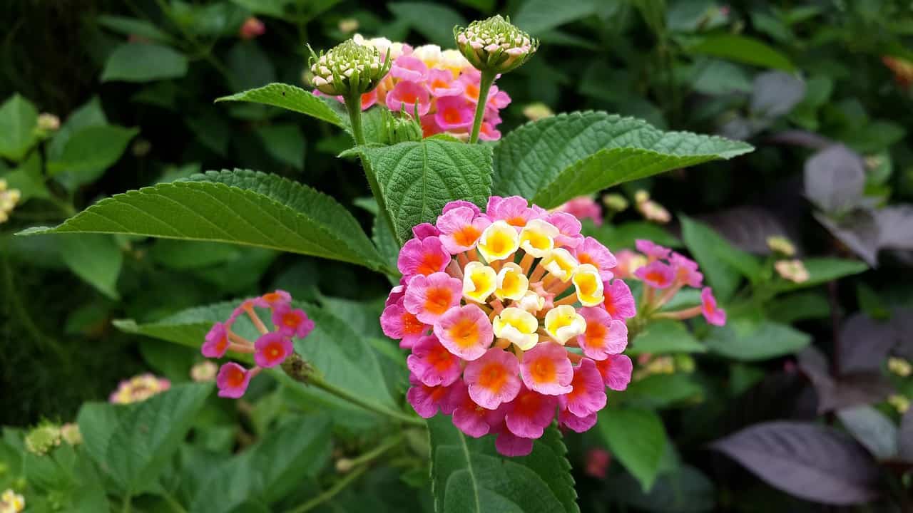 How to Grow Lantana Gardening Channel