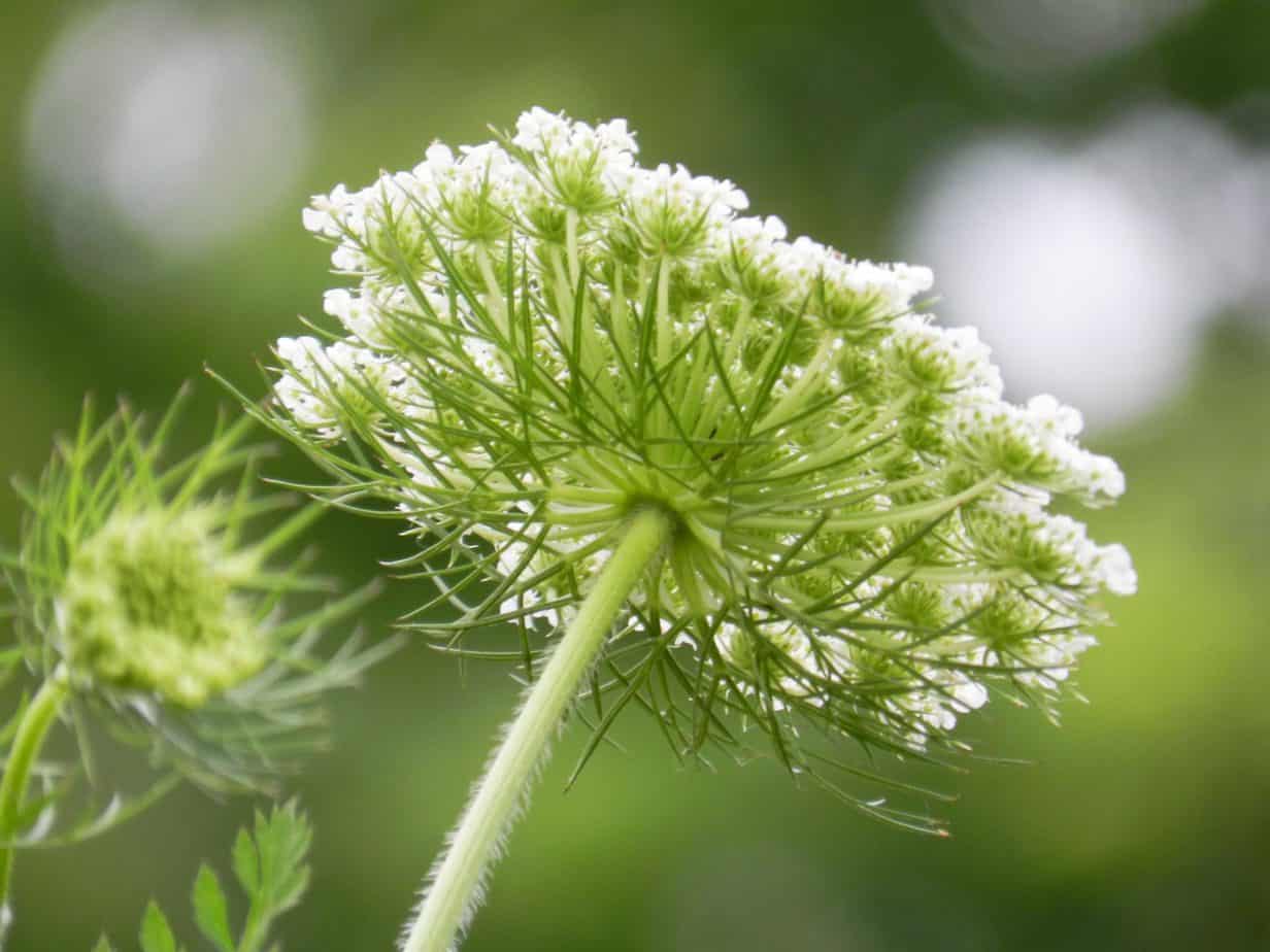 How to Grow Queen Anne's Lace Gardening Channel